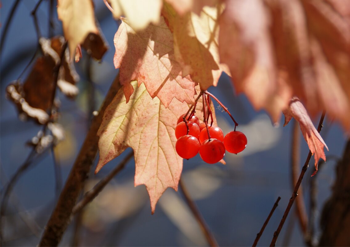 Калина - Наталия Григорьева