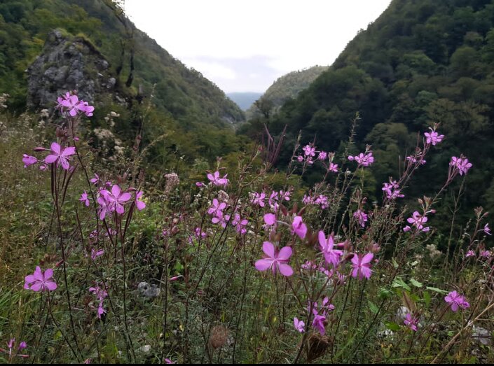 НА ГРАНИЦЕ С АБХАЗИЕЙ - Tata Wolf