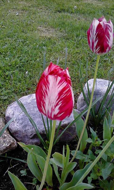 Тюльпан - Сергей Кочнев