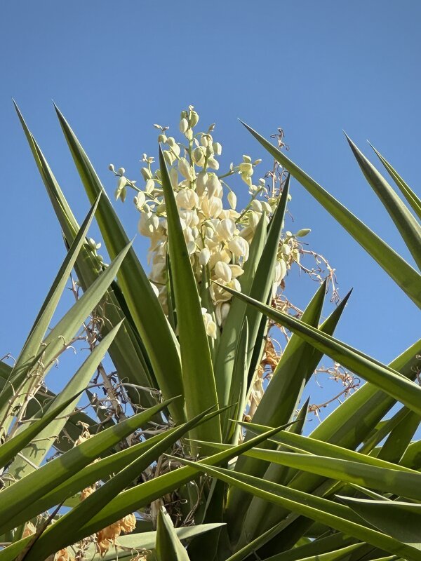 Юкка - Александр Деревяшкин