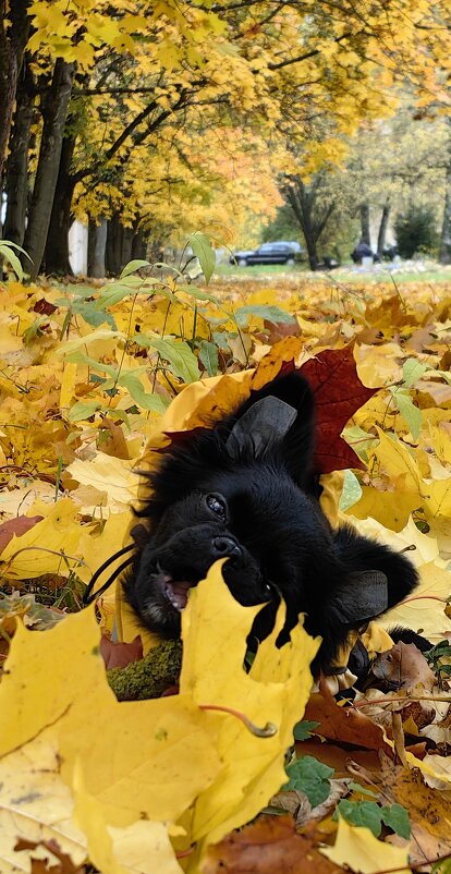 Какова вкуснотища! - Светлана 13.06.