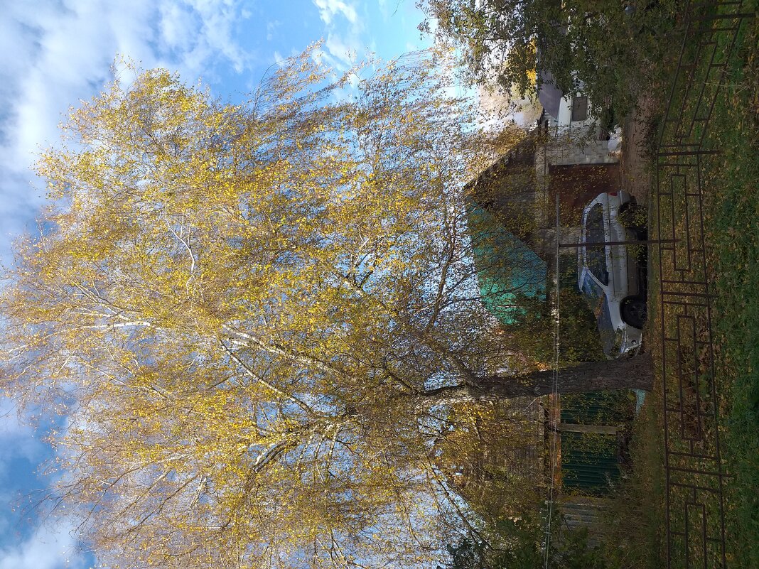 берёза - Галина Флора