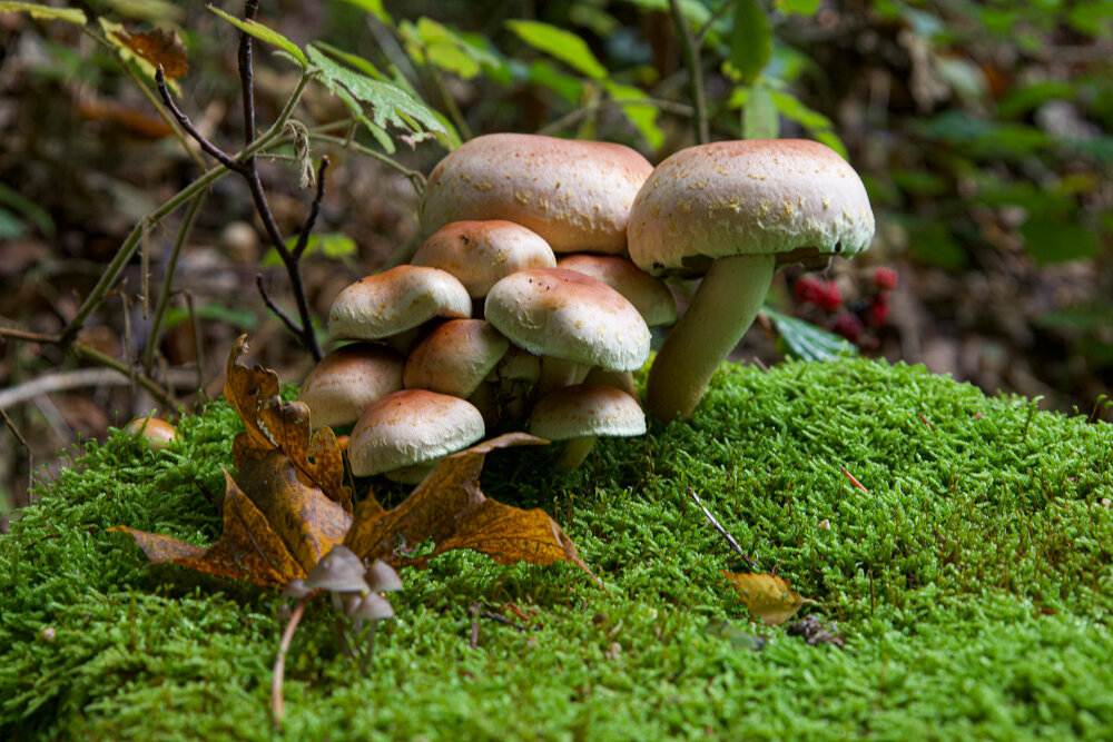 Грибы. - Lucy Schneider 