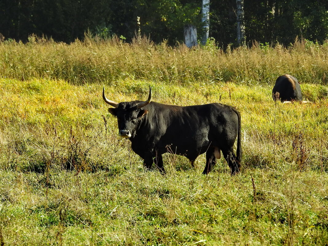 дикий мир осенью - ИННА ПОРОХОВА