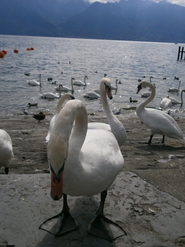 Отвергнутый..... - Алёна Савина