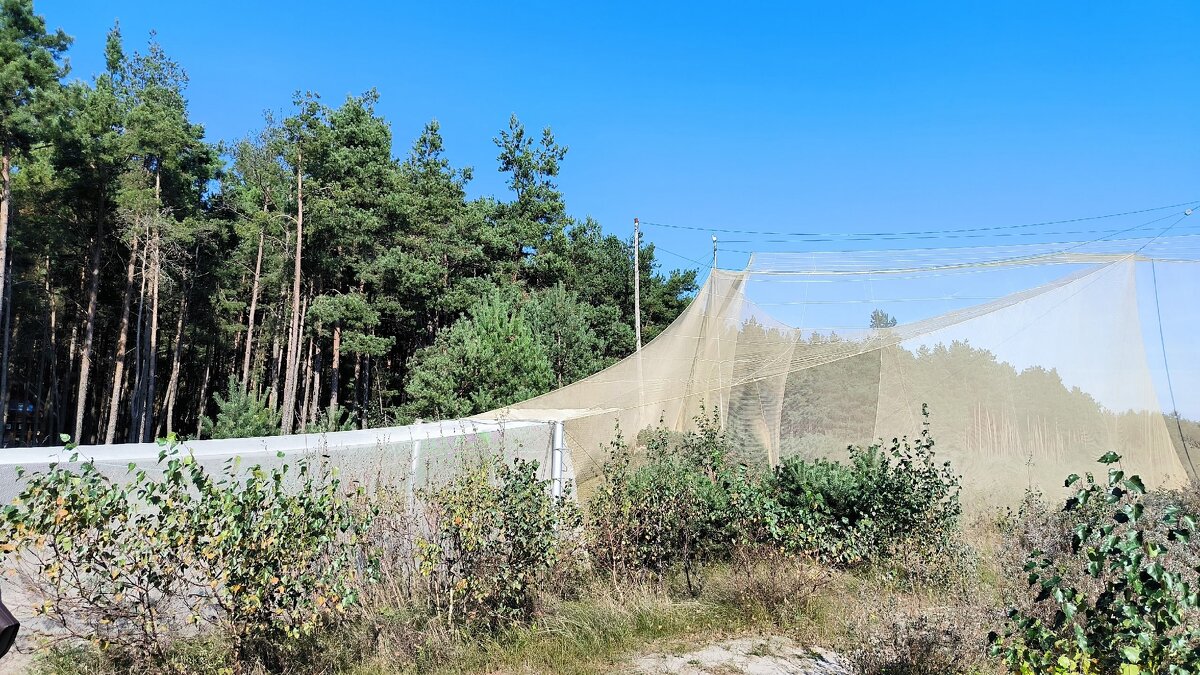 Ловушка для птиц. - Ольга 