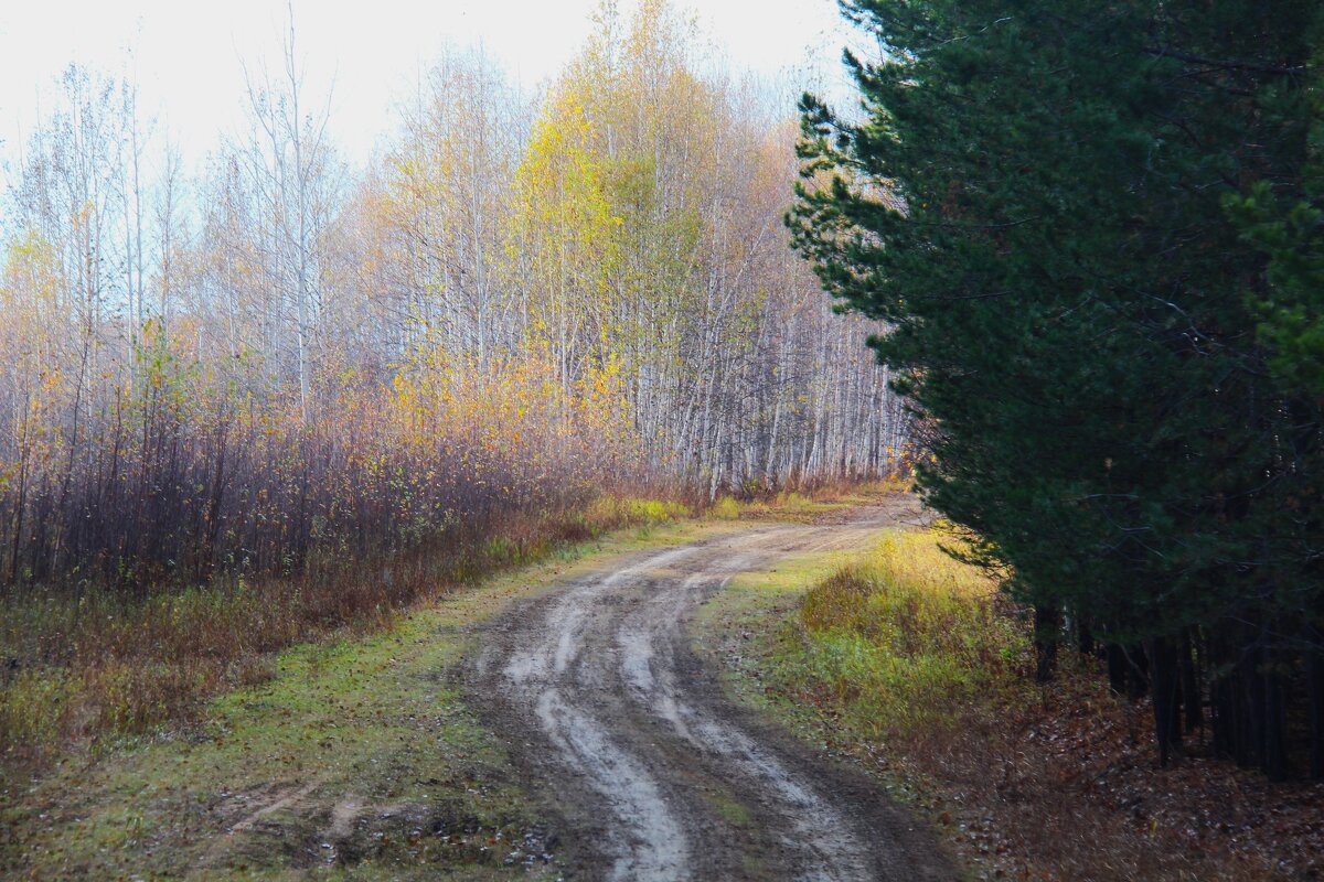 Проселочная дорога - Сергей Никифоров