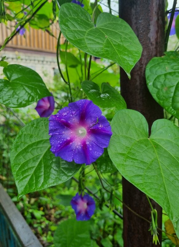 Утренний дождик - Наталья Утренний дождик - Наталья