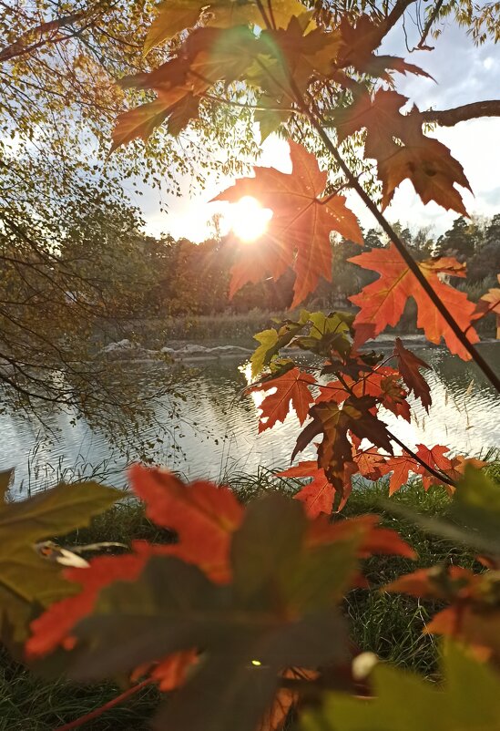 "Ну, что поделать... Я-мечтатель" - veilins veilins