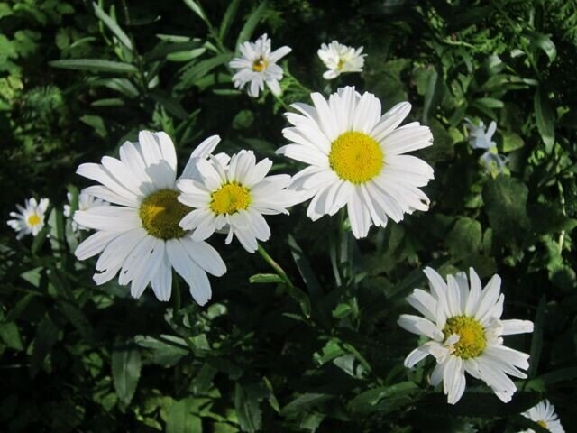 Ромашковое лето - Дмитрий Никитин