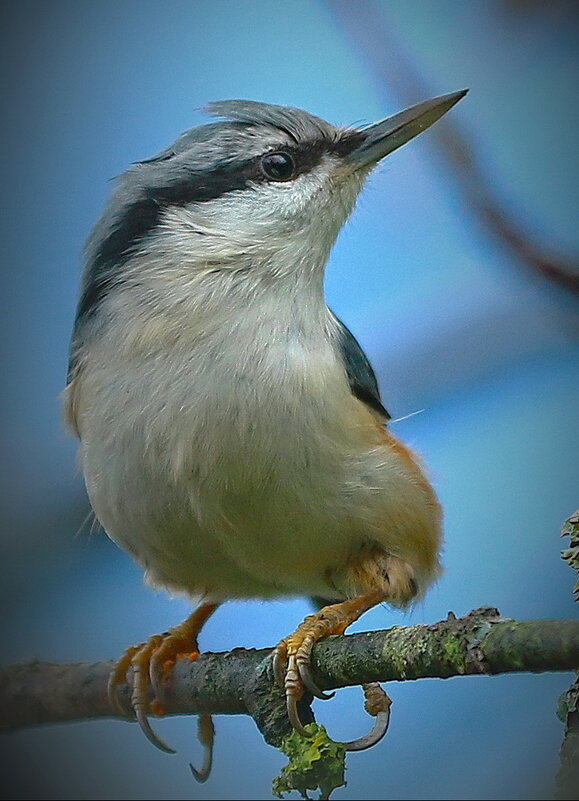 крупным планом  ... - Andrey Bragin 