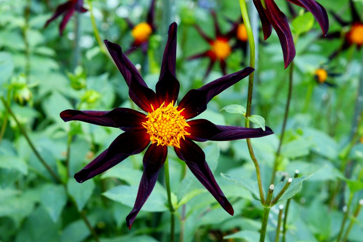 Звёздный - Юрий. Шмаков