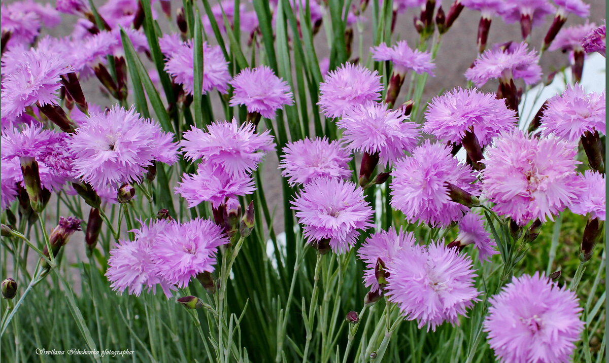 Природа - Светлана Ищенко