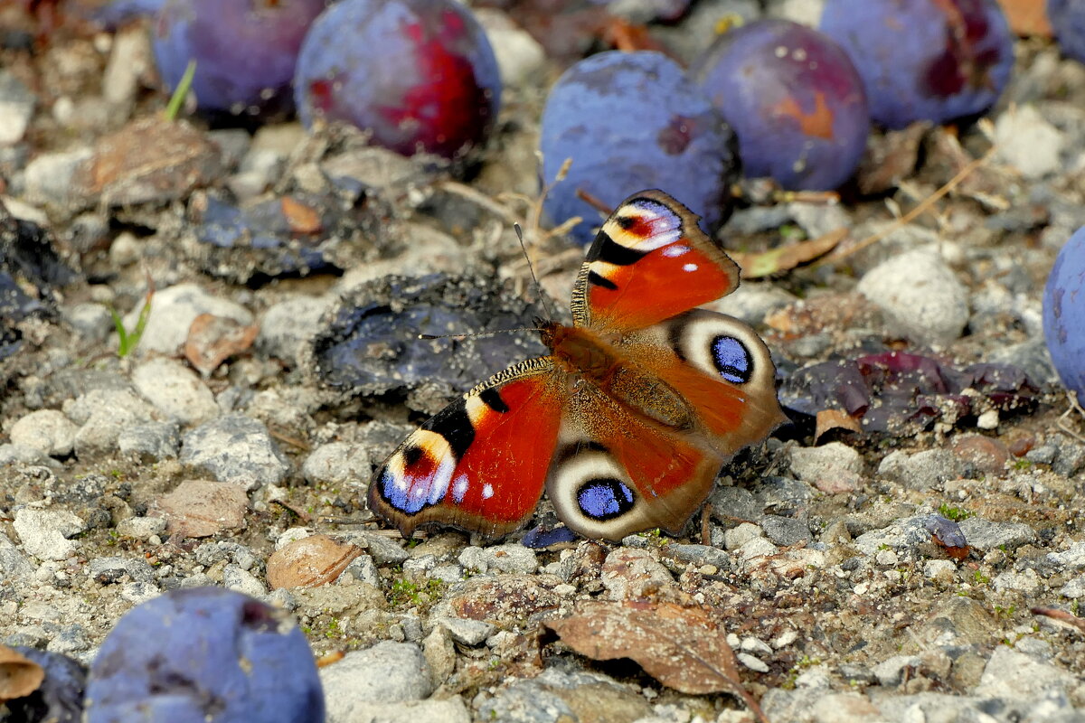 из вчерашней съёмки 3 - Александр Прокудин