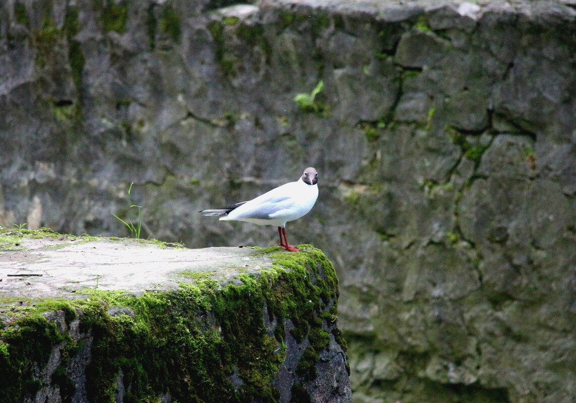 *** - Наталья Герасимова