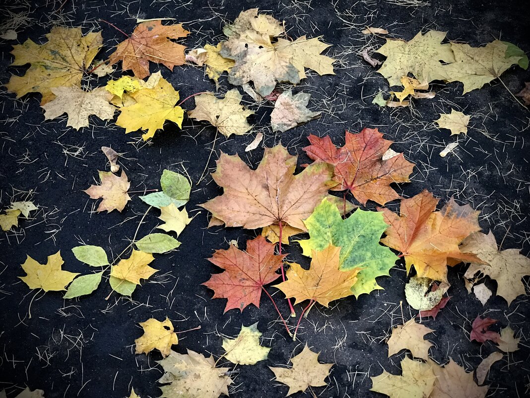 Осенний коврик-2) - Любовь 