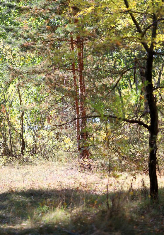 В парке - Андрей Л. В.