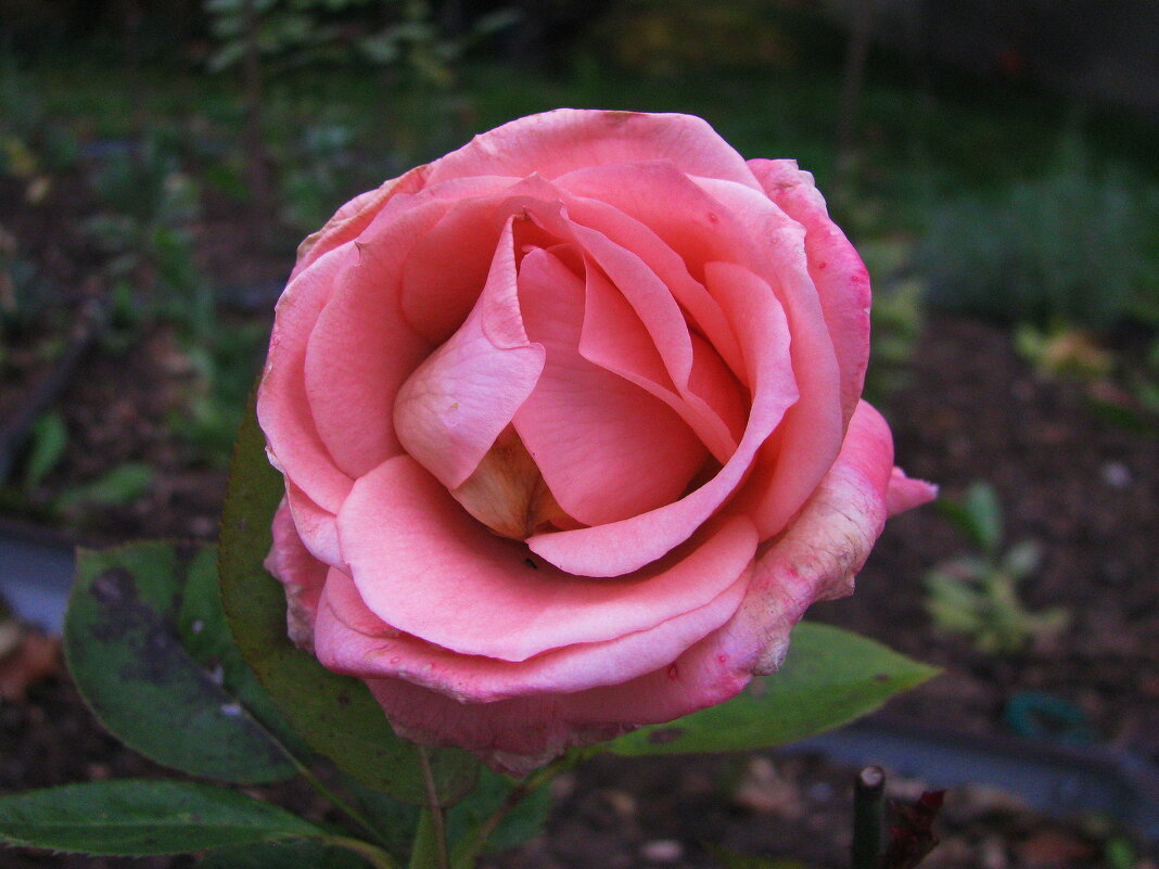 Октябрьская красавица - Людмила Смородинская