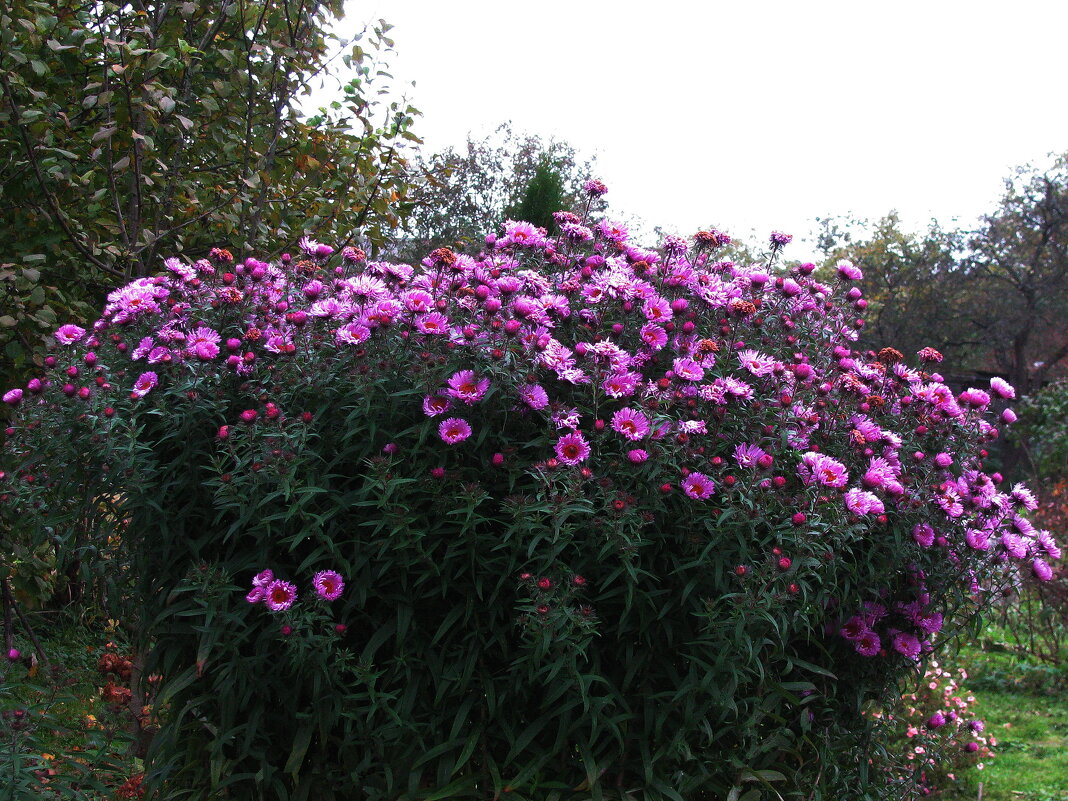 Букет в саду - Людмила Смородинская