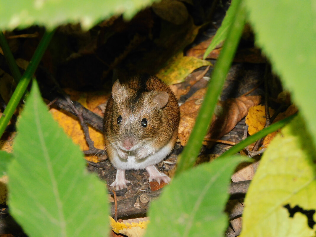 Полевая мышь - Лина 