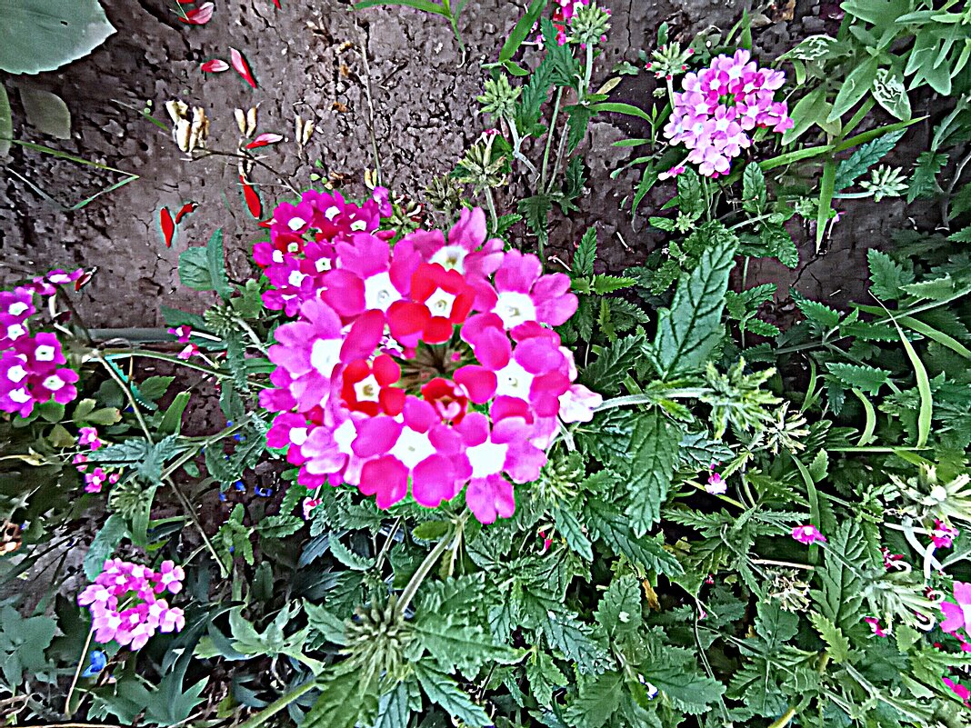 Цветы. - Владимир Драгунский Цветы. - Владимир Драгунский