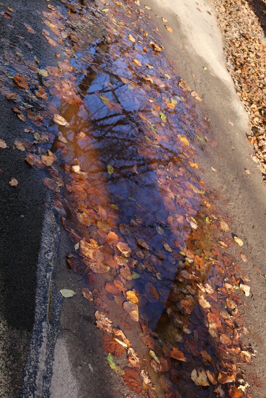 Осенние узоры тротуаров - Ольга 
