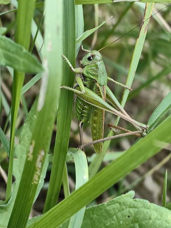 В траве сидел кузнечик... - Евгений Васильев