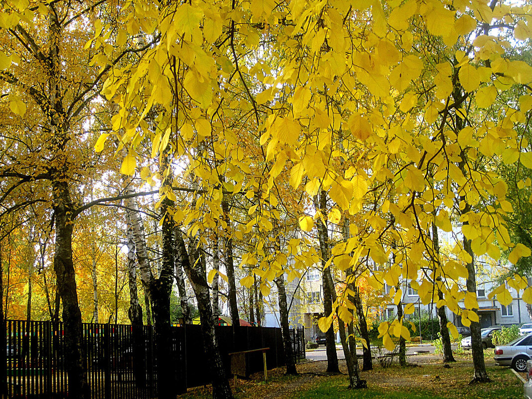 Золото осени - Елена Семигина