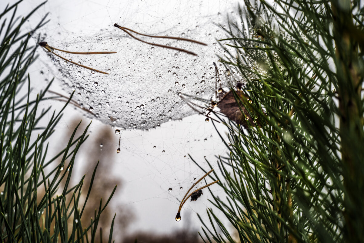 Корзина осени - sorovey Sol