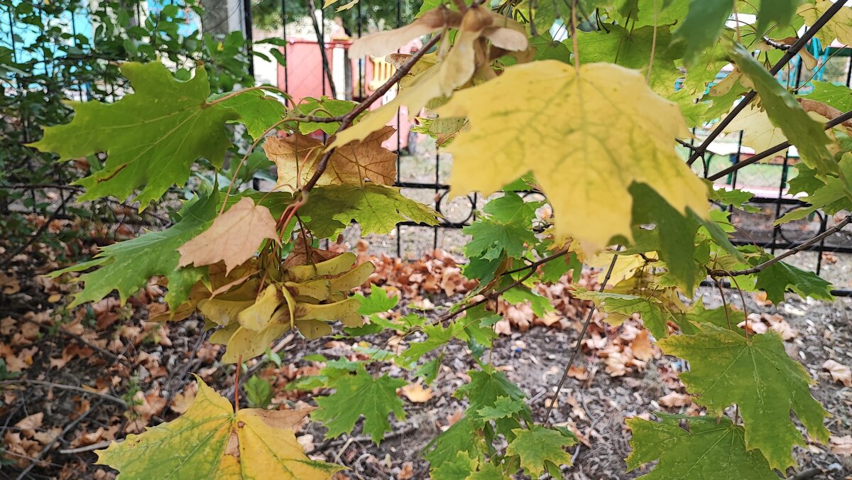 ,,, - Сергей Тимоновский