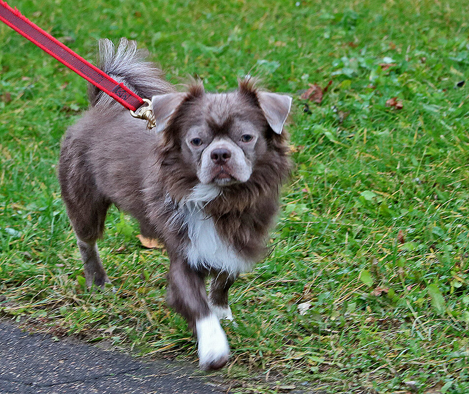 Грозный чихуахуанчик - Светлана 