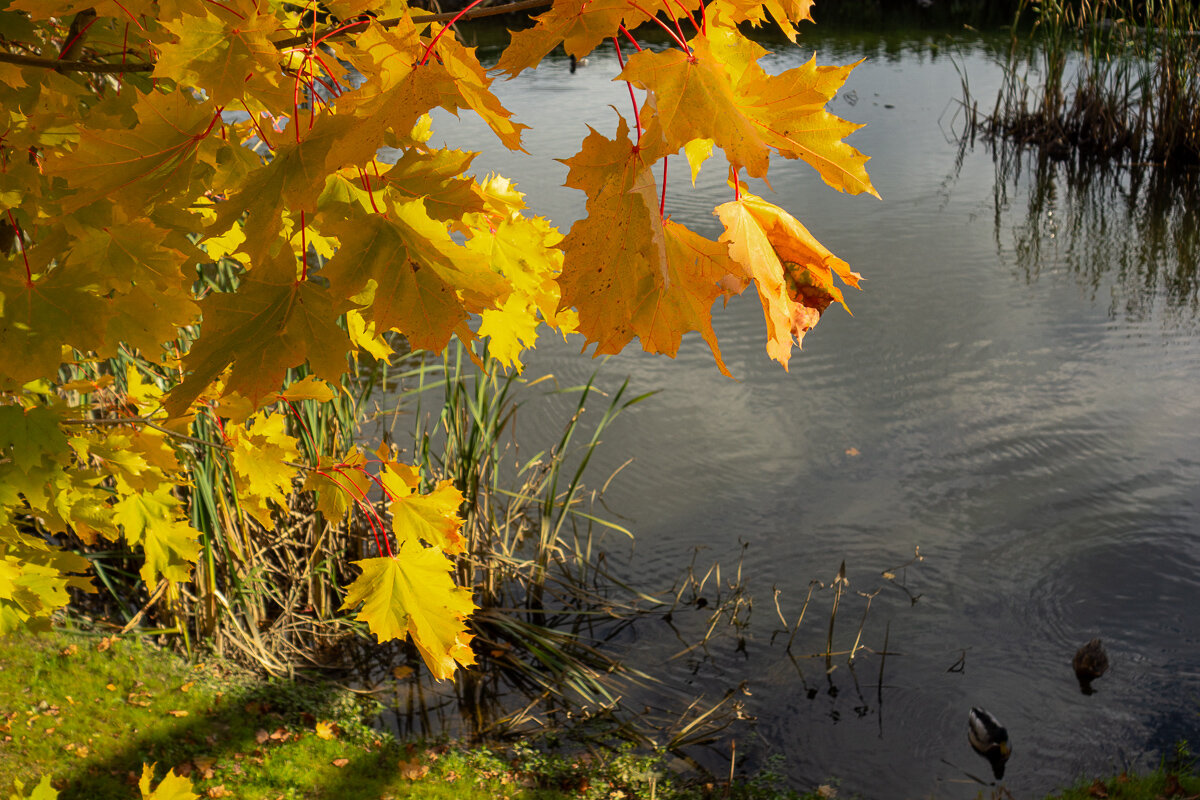 *** - Геннадий Порохов
