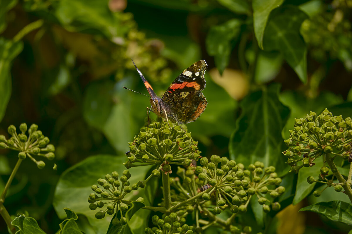 Адмирал... - Александр Посошенко