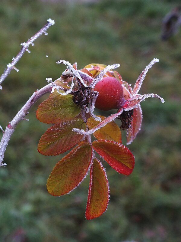 ** - Зоя Мишина ** - Зоя Мишина