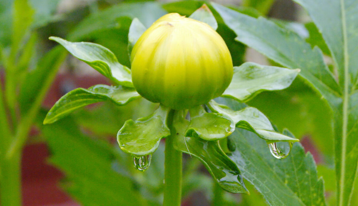 Бутон и капли. - сергей ермошкин