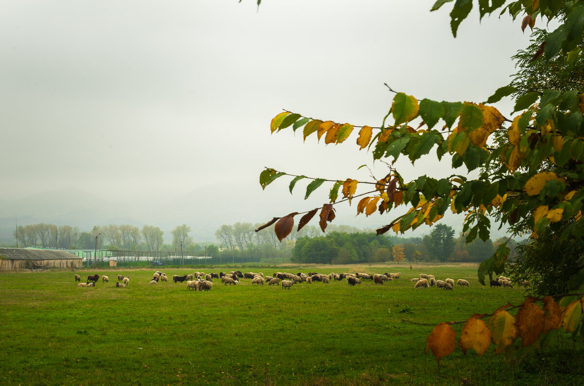 овечки - Батик Табуев овечки - Батик Табуев