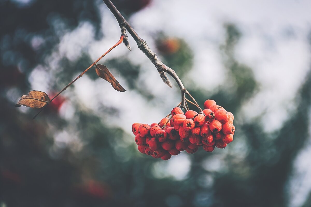 Рябина осенью - Роман никандров