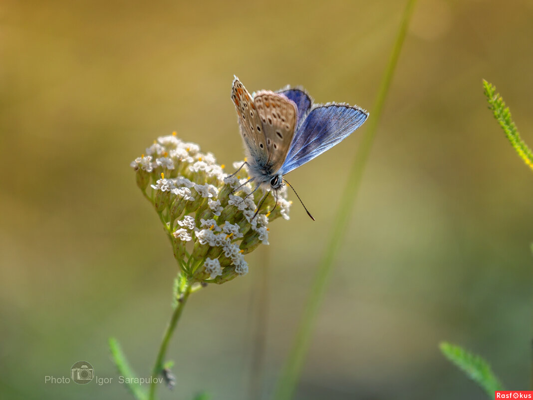 Голубянка икар - Игорь Сарапулов Голубянка икар - Игорь Сарапулов