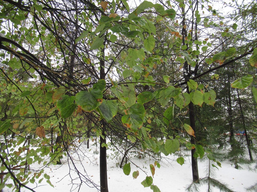 Снег и листья - Андрей Макурин