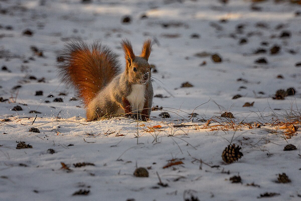 Белка - alex graf