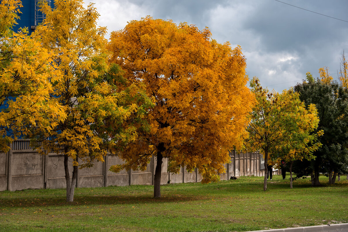 Пестрые краски осени. - Сергей Воротников Пестрые краски осени. - Сергей Воротников