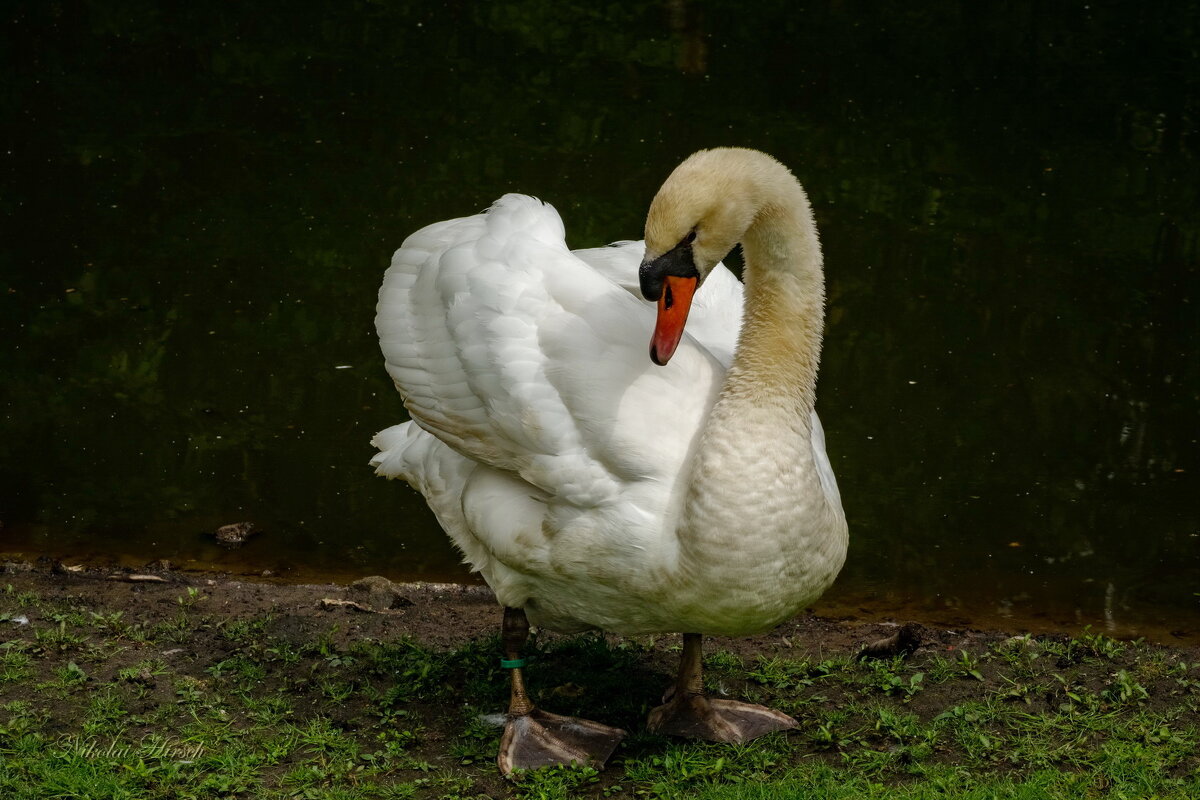 Стеснительный... - Николай Гирш