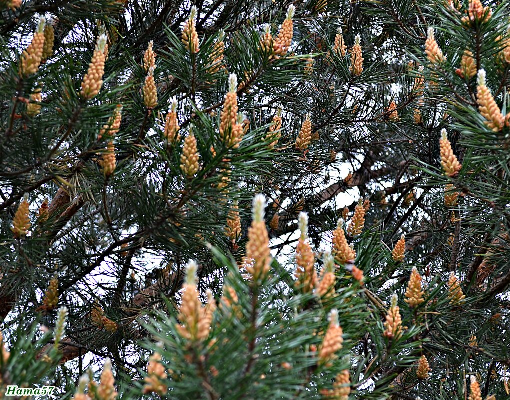 Молоденькие - Ната57 Наталья Мамедова