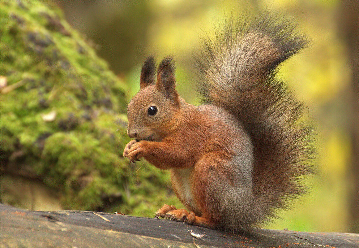Меняем шубку на зимнюю - Вячеслав Минаев