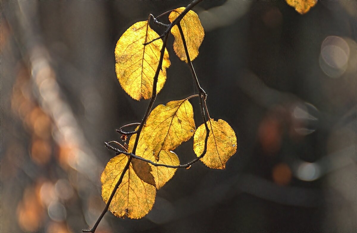 ... - Вячеслав Минаев
