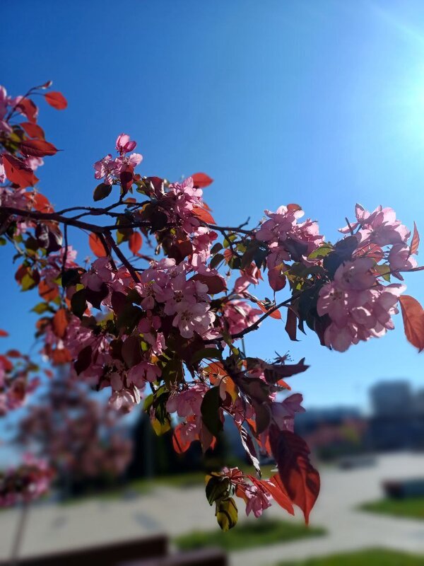 Цветение - Рустам Кашапов