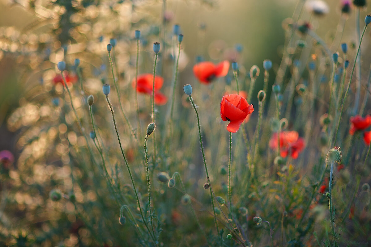 *** - Иваннович *