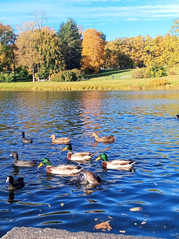 Утки - Сапсан 
