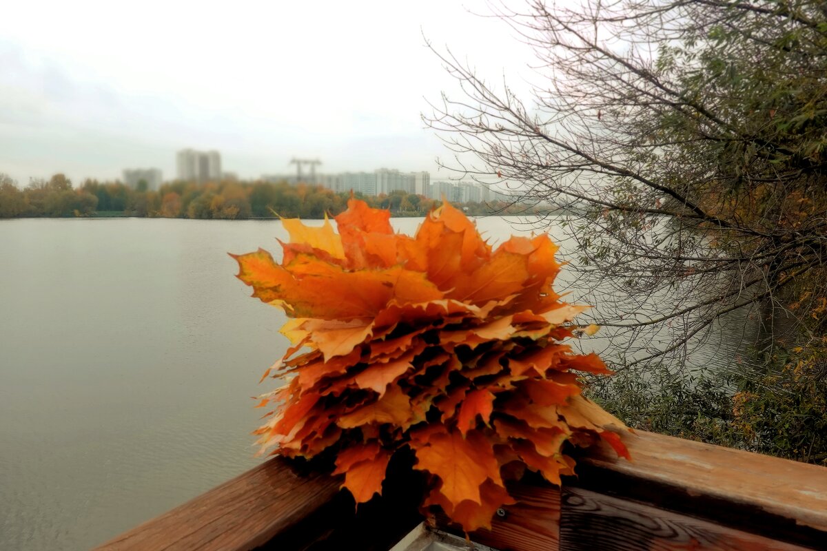 Осенний привет для моего соседа Анатолия Колосова. - Татьяна Помогалова