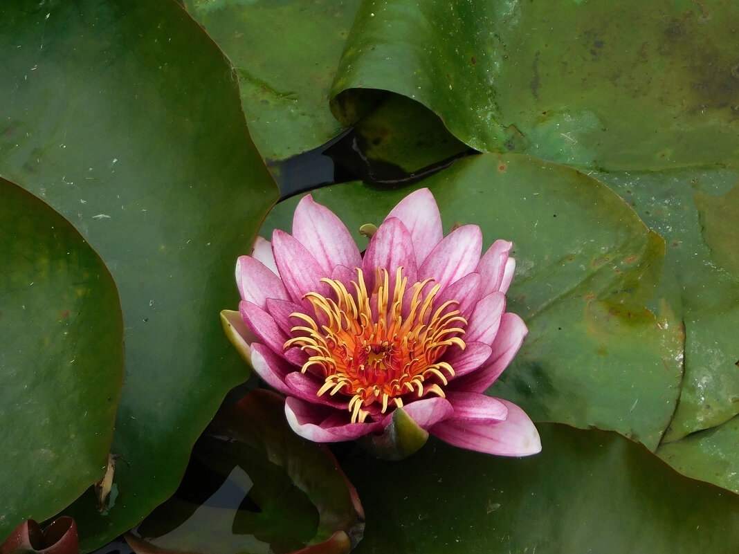 Кувшинка - Наиля 